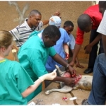 TAWESO vets working