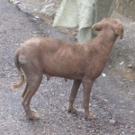 Hund med skab i Tibet