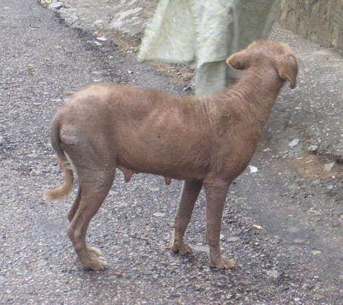 Hund med skab i Tibet