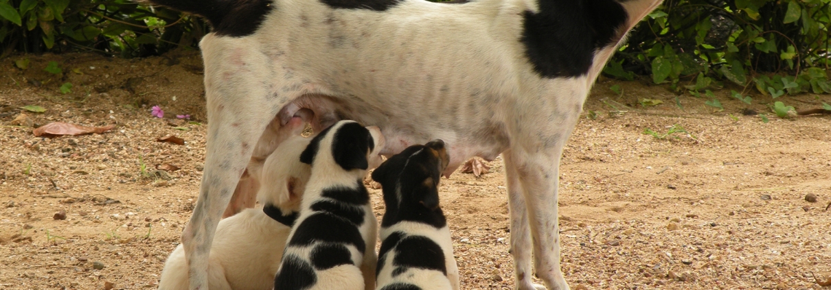 Hunde med hvalpe