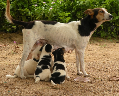 Hunde med hvalpe