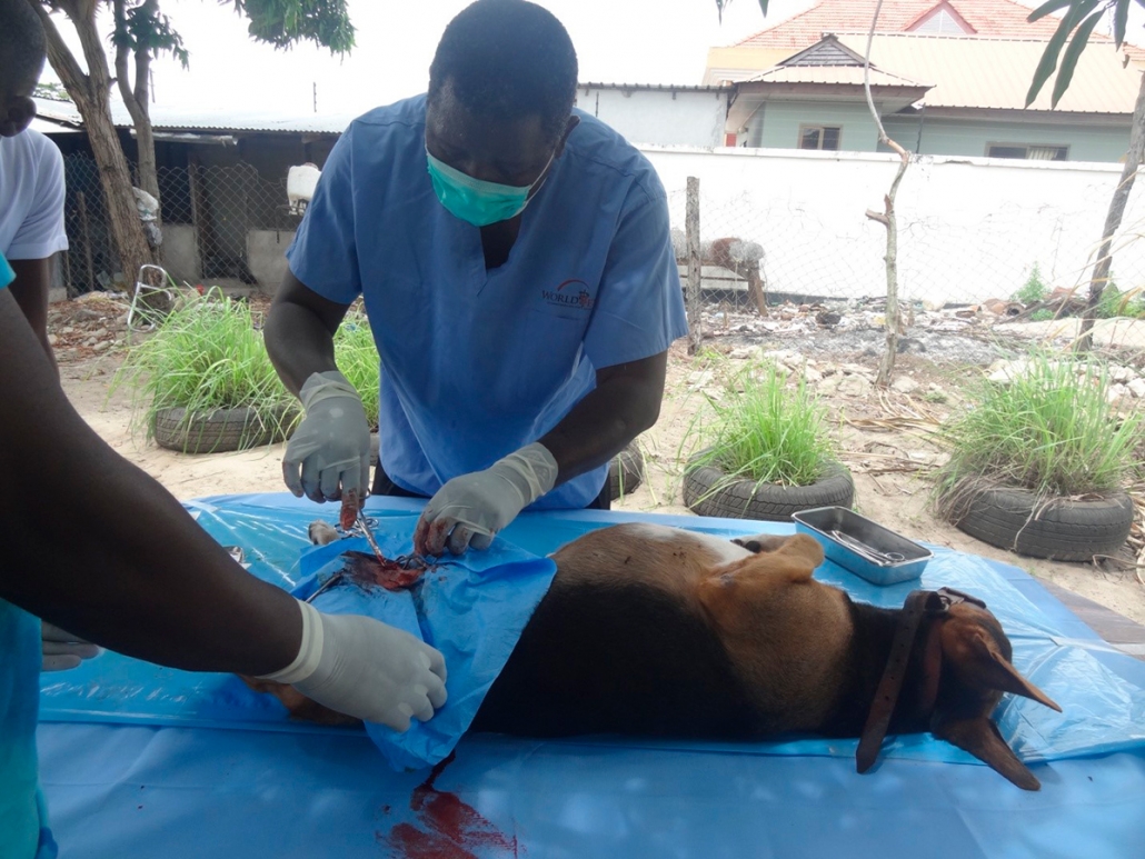 TAWESOs dyrlæge i operation under neustraliseringsklinik