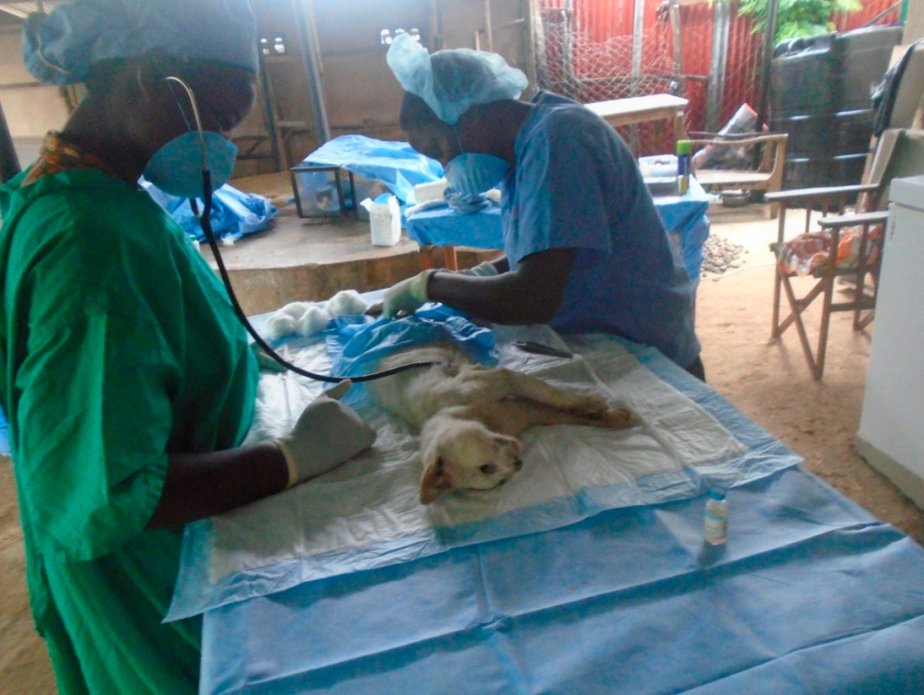 TAWESO dyrlæge i gang med operation under neustraliseringsklinik