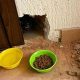 Kat i lejlighed - Foto: ZooPatrul Kyiv