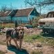 Gadehund i Ukraine, som får foder af Save The Dogs